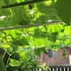thumbnail image 5 of Red de soporte para plantas de red de enrejado para plantas trepadoras, verduras, frutas, flores de vid, 5 of 10