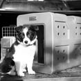 thumbnail image 4 of Dakota 283 G3 Small Framed Dog Kennel w/Lock, Handle & Latching Door, Olive, 4 of 11