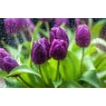 thumbnail image 2 of Jenny Rainbow Fine Art 14x11 Gold Ornate Wood Framed with Double Matting Museum Art Print Titled - Purple Tulips in Rain, 2 of 4