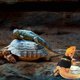 thumbnail image 4 of unbranded 1Jgo Arnés Profesional Para Correa Para De Reptiles Y Mascotas Pequeñas, 4 of 7