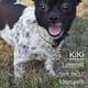 thumbnail image 5 of Collar De Perro Dorado Con Purpurina, Cadena Para Cachorros, 5 of 6