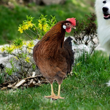 HAKIDZEL Outdoor Chicken Stakes Assorted Color 2Pcs 7.15X0.12X10.02in