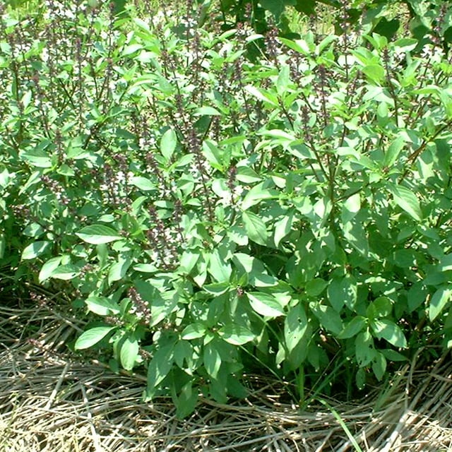 Basil Seeds - Thai Sweet Large Leaf - 0.25 Oz ~5500 Seeds - Non-GMO ...