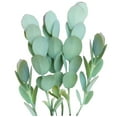 thumbnail image 2 of Kalanchoe Panamensis - Kalanchoe Marnieriana (4"+ Clay Pot) - Tiny, Lovely, Easy to Care Succulent for Beginners - Live Healthy Succulent for Home Office, 2 of 9
