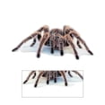 thumbnail image 1 of Kenally 3D araña lagarto escorpión 3D pegatina parachoques cuerpo PVC adhesivo ventana espejo adhesivo Decoración Automoción decorativa y accesorios No.04 Kenally VI000311-04, 1 of 1