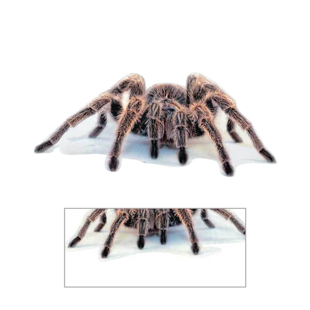Kenally 3D araña lagarto escorpión 3D pegatina parachoques cuerpo PVC adhesivo ventana espejo adhesivo Decoración Automoción decorativa y accesorios No.04 Kenally VI000311-04
