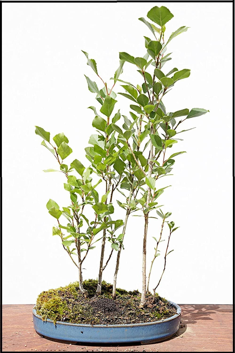 Silver Poplar Bonsai Tree Forest Cuttings to Grow Easy to Grow Indoor