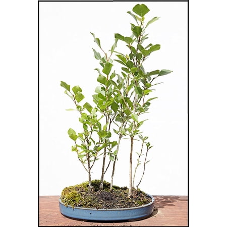 Silver Poplar Bonsai Tree Forest Cuttings to Grow - Easy to Grow Indoor or Outdoor Bonsai Plants - Made in USA