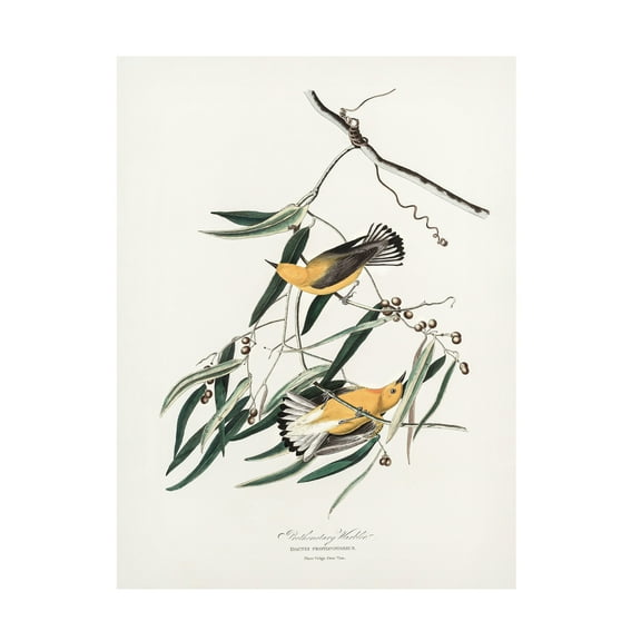 Trademark Fine Art Pictufy Prothonotary Warbler From Birds of America 1827 Canvas Wall Art
