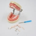 thumbnail image 5 of Yokua 32 Removable Tooth Model Study Typodont Demonstration Model Teaching Practice, 5 of 10