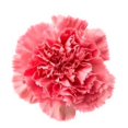 thumbnail image 1 of Carnation Fragrance Oil, 1 of 1