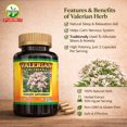 thumbnail image 5 of Valerian Root Capsules 500mg, 150 Count – Herbal Supplement, Valeriana Officinalis Extract, Daily Wellness Support, Non-GMO Capsules, Unisex, 5 of 5