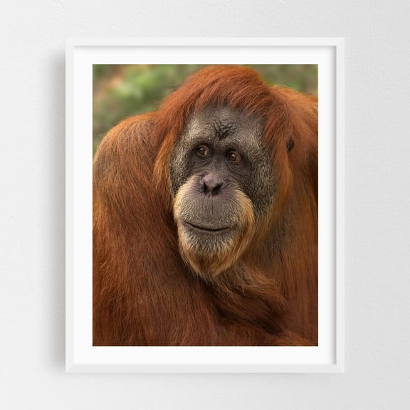 Orangutan - Photography Wildlife Animal Nature Portrait Jungle Woods Wilderness White Framed Wall Art Print 16 x 20 inches