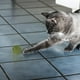 thumbnail image 5 of Pelotas para gatos, juguetes para lamer, masticables, limpieza dental, premios para gatos (1 unidad), accesorios para mascotas, 5 of 7