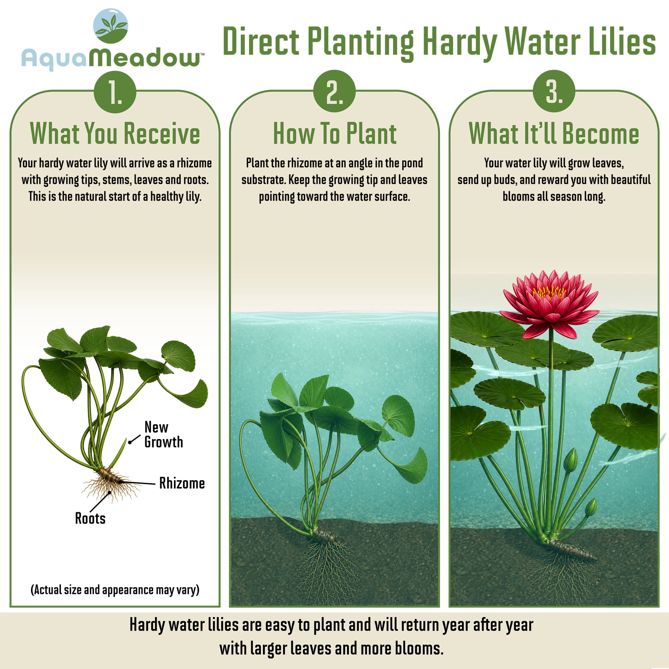 AquaMeadow Red Hardy Water Lily