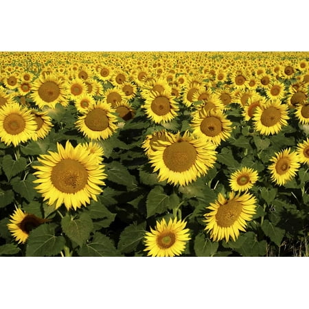 Toscana Italian - Europe, Italy, Tuscan Sunflowers Print Wall Art By John Ford