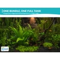 thumbnail image 3 of Canton Aquatics Beginner Live Aquarium Plants Bundle, Aquarium Plant Decoration, with insulated mailer, Green, 10 Count, 3 of 10