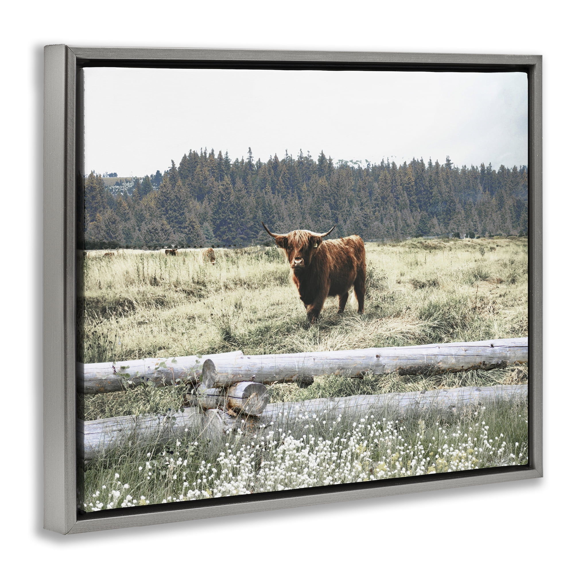 Stupell Industries Cattle Overlooking Fence Animals & Insects Photography Gray Floater Framed Canvas Art Print Wall Art, 31 x 25