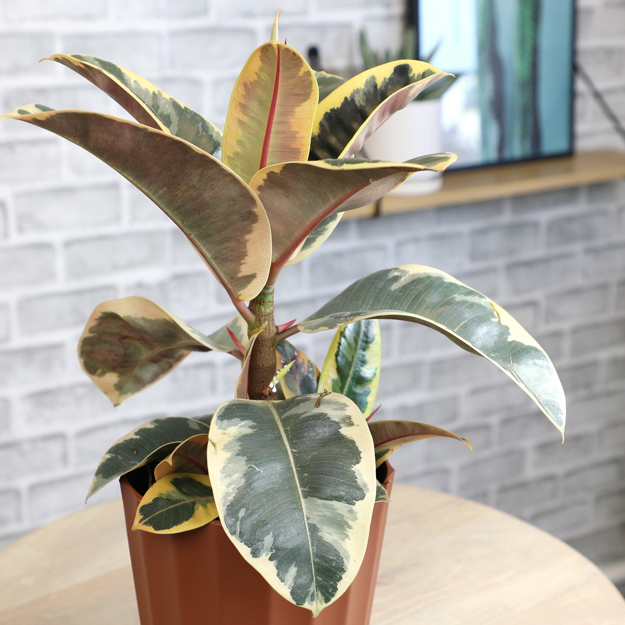 Element by Altman Plants 6in Rubber Tree Ficus Tineke Plant in H20 Self Watering Pot