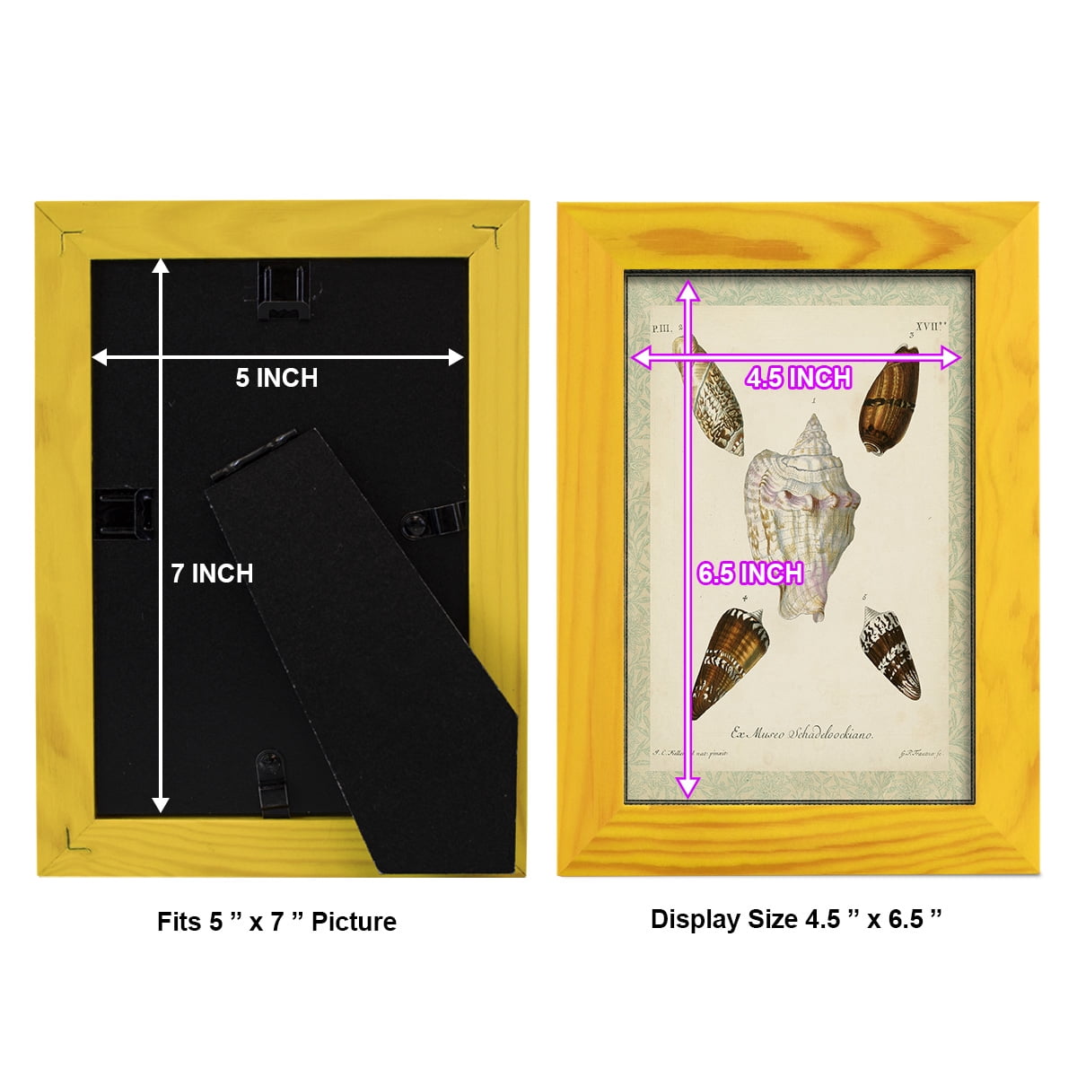 Bookplate Shells IV - Framed Print w/glass - Sunflower Yellow