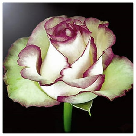 

Rose Living Plant for Home and Garden and Yards Planting Easy to Grow and Plant Rose Bulbs For Planting Outdoors