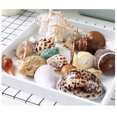 thumbnail image 4 of 7.05oz Décorations Créatives Naturelles pour Aquarium de Plage Coquillages, 4 of 8