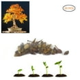 thumbnail image 1 of Rare Blue Japanese Maple Tree Seeds for Bonsai Home Garden Decoration (20 Pcs), 1 of 5