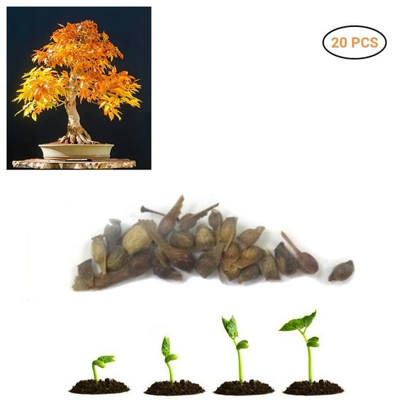 Rare Blue Japanese Maple Tree Seeds for Bonsai Home Garden Decoration (20 Pcs)
