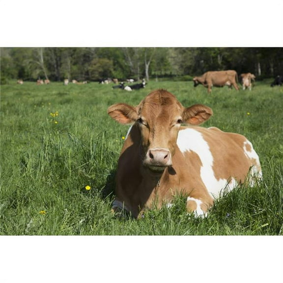 Guernsey Cow Chewing Cud Lying in Lush Spring Meadow - Granby Connecticut United States of America Print - 19 x 12 in.