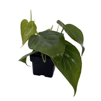 black gold superba snake plant Sansevieria Black Gold
