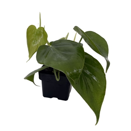 Heart Leaf Philodendron cordatum - Easy House Plant - 3" Pot