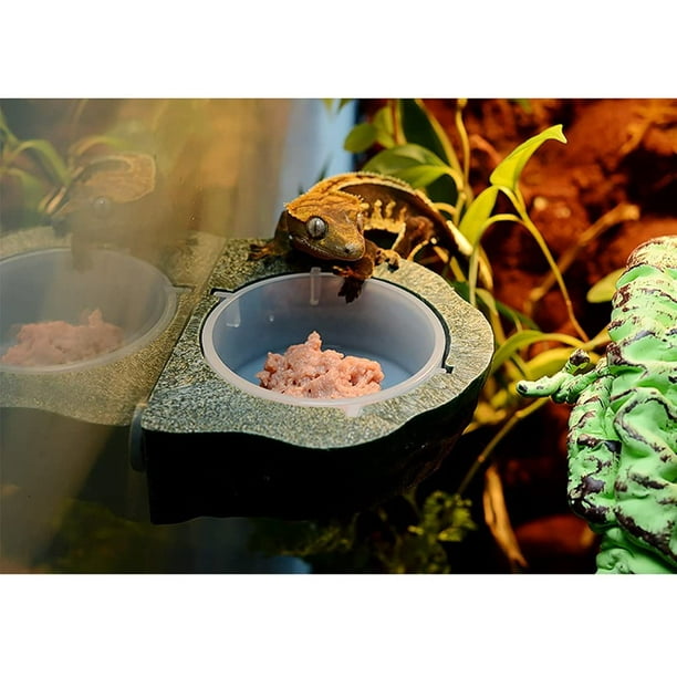 Gecko food ledge sales