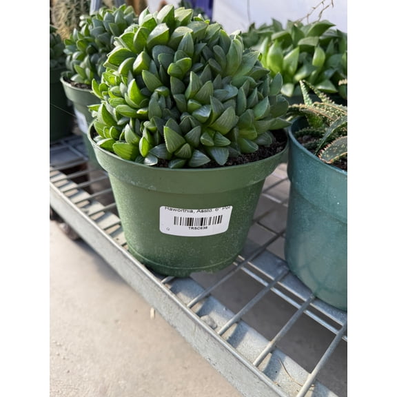 Assorted Haworthia Succulent - Indoor Houseplant, Low Maintenance, Pet Safe for Office & Decor  6" Pot