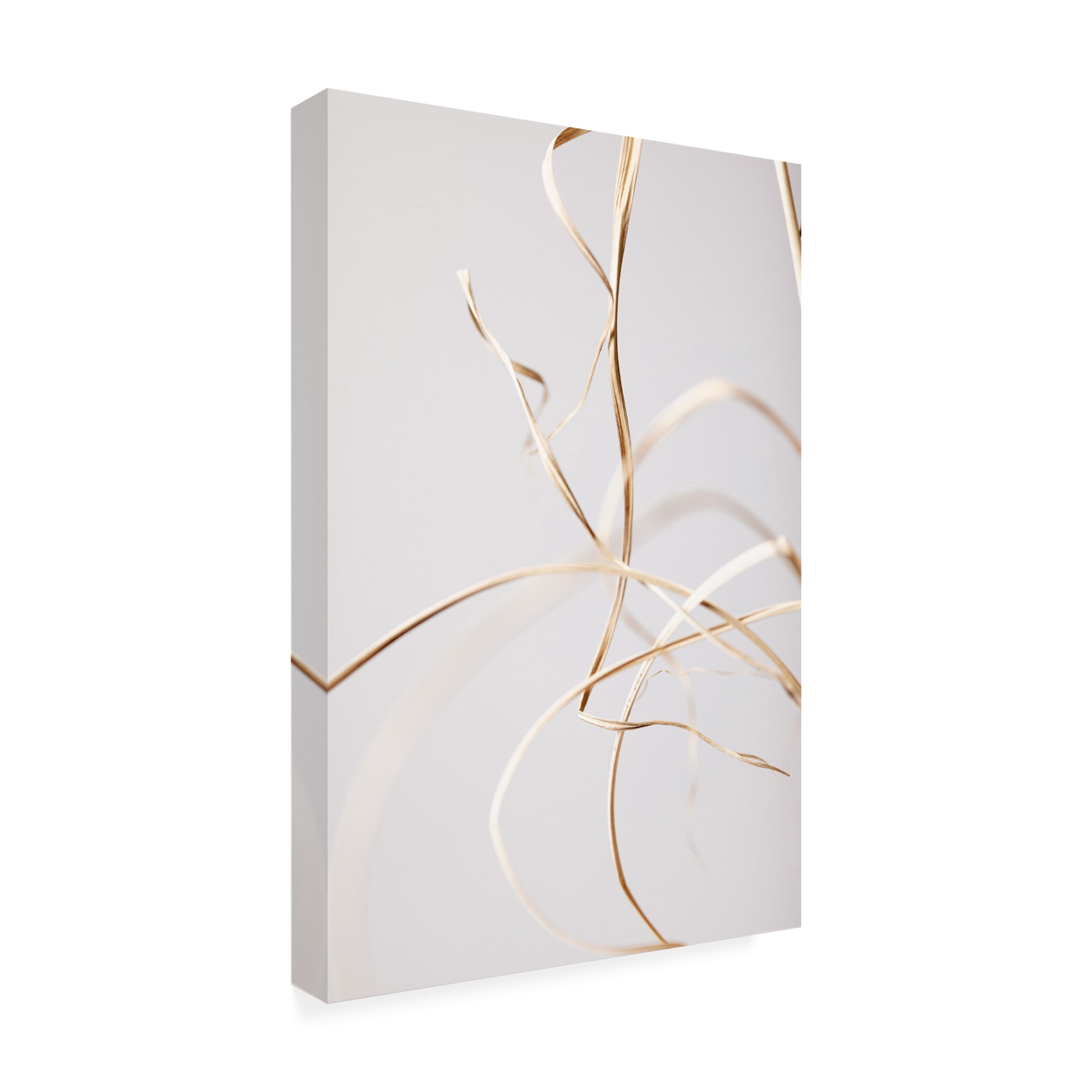 Trademark Fine Art Pictufy Studio Dried Grass Grey 02 Canvas Wall Art