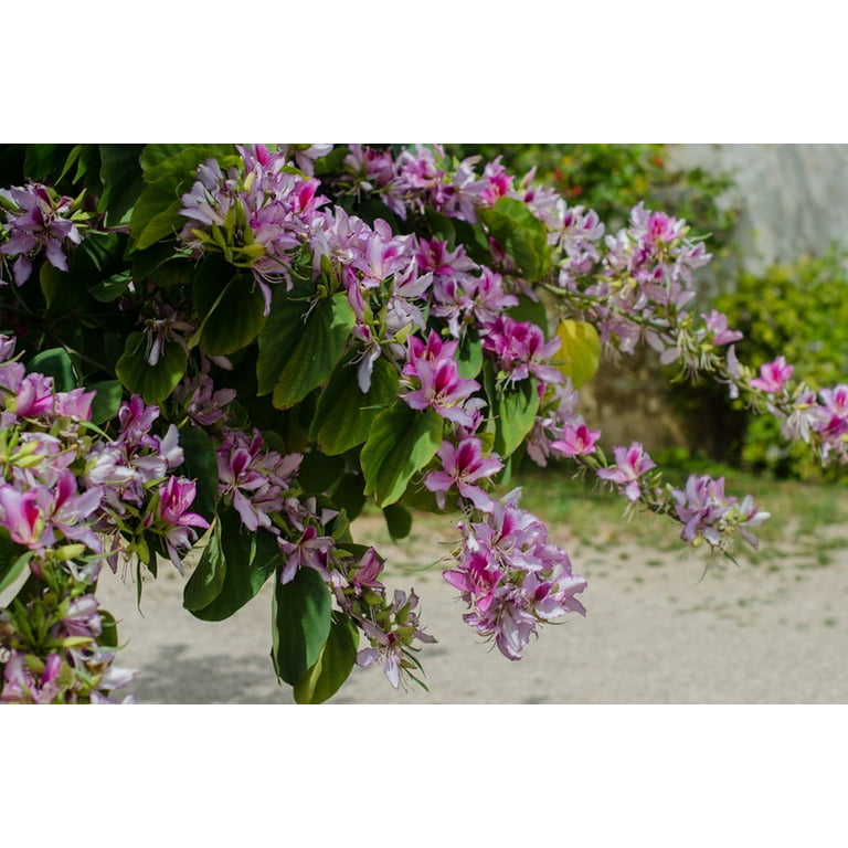 felger saatgut Blumensamen 