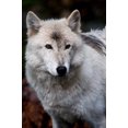 thumbnail image 2 of White Wolf Wall Mural Decal Sticker, Wallmonkeys Peel & Stick Vinyl Graphic (24 in H x 16 in W, 2 of 4