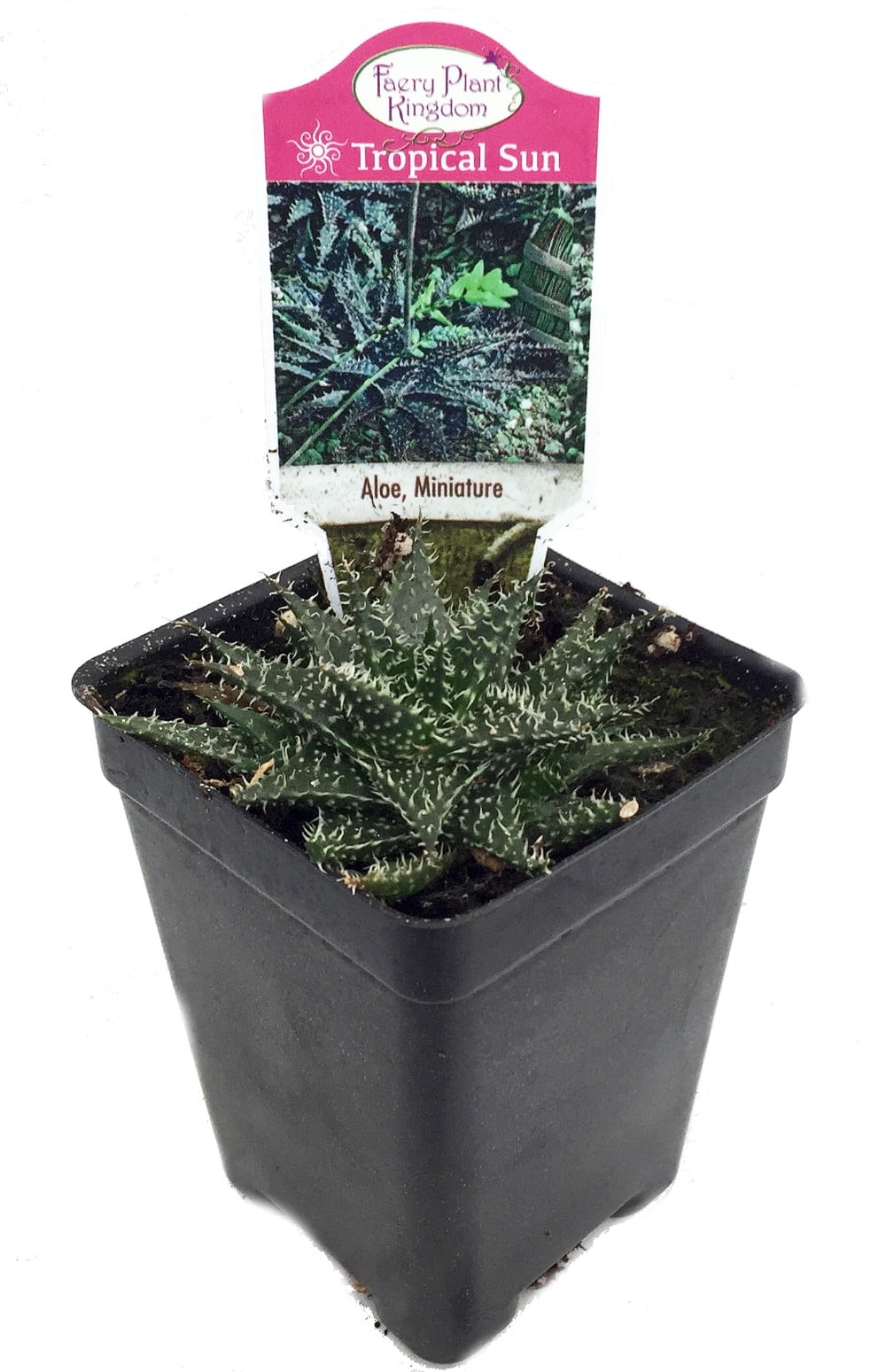 World�s Smallest Aloe Plant FairyGarden/Houseplant 2.5