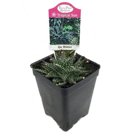 World's Smallest Aloe Plant - FairyGarden/Houseplant - 2.5" Pot