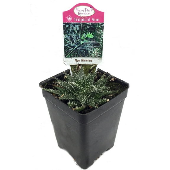 World's Smallest Aloe Plant - FairyGarden/Houseplant - 2.5" Pot
