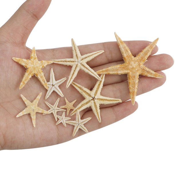 HappyKiss20pcs/lot Natural Starfish Shells Mini Crafts 1cm-2.5cm Tablet Micro La - Foto 9
