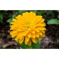 thumbnail image 3 of 250 Yellow CANARY BIRD ZINNIA Elegans Flower Seeds, 3 of 8