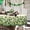 Four Leaf Clover, variant on Oval Christmas Tablecloth 54 x 72In,Santa Snowman snowflake Gingerbread Man Christmas Tablecloth, Polyester Waterproof Wrinkle-Resistant Durable Tablecloth for Holidays,Kitchen,Winter and Home Decor
