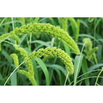 50 LIMELIGHT SPRAY MILLET Light Lime Green Flower Setaria Italica Grass Seeds