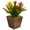 Multi, variant on Nearly Natural Triple Bromeliad Artificial Plant in Decorative Planter