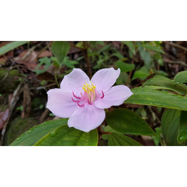 Pink Flower Morning Taiwan Native Flowers Plant12 Inch BY 18 Inch