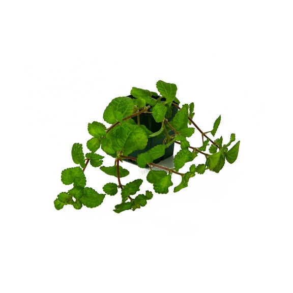 Pilea nummulariifolia 'Creeping Charlie'