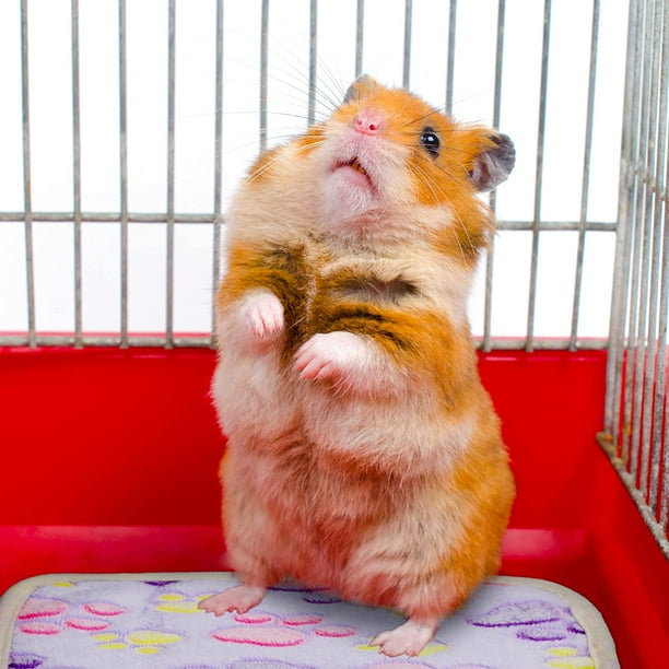 Blanket for guinea best sale pig