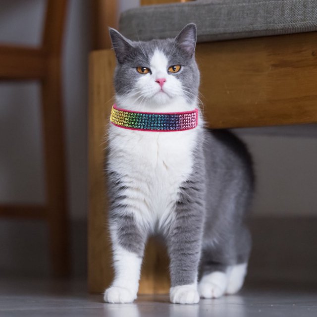unbranded Collar Ajustable Para Mascotas Con Diamantes De Imitación Rosado Collar De Y Perro Cómodo