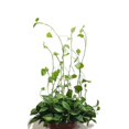 thumbnail image 5 of 100 pinzas autoadhesivas para plantas NQ 3,5 x 2,5 x 1,4 cm, 5 of 5