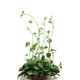 thumbnail image 5 of 100 clips autoadhesivos para plantas de 3,5 x 2,5 x 1,4 cm, clip de alambre para plantas para organización de cables de plantas, 5 of 5